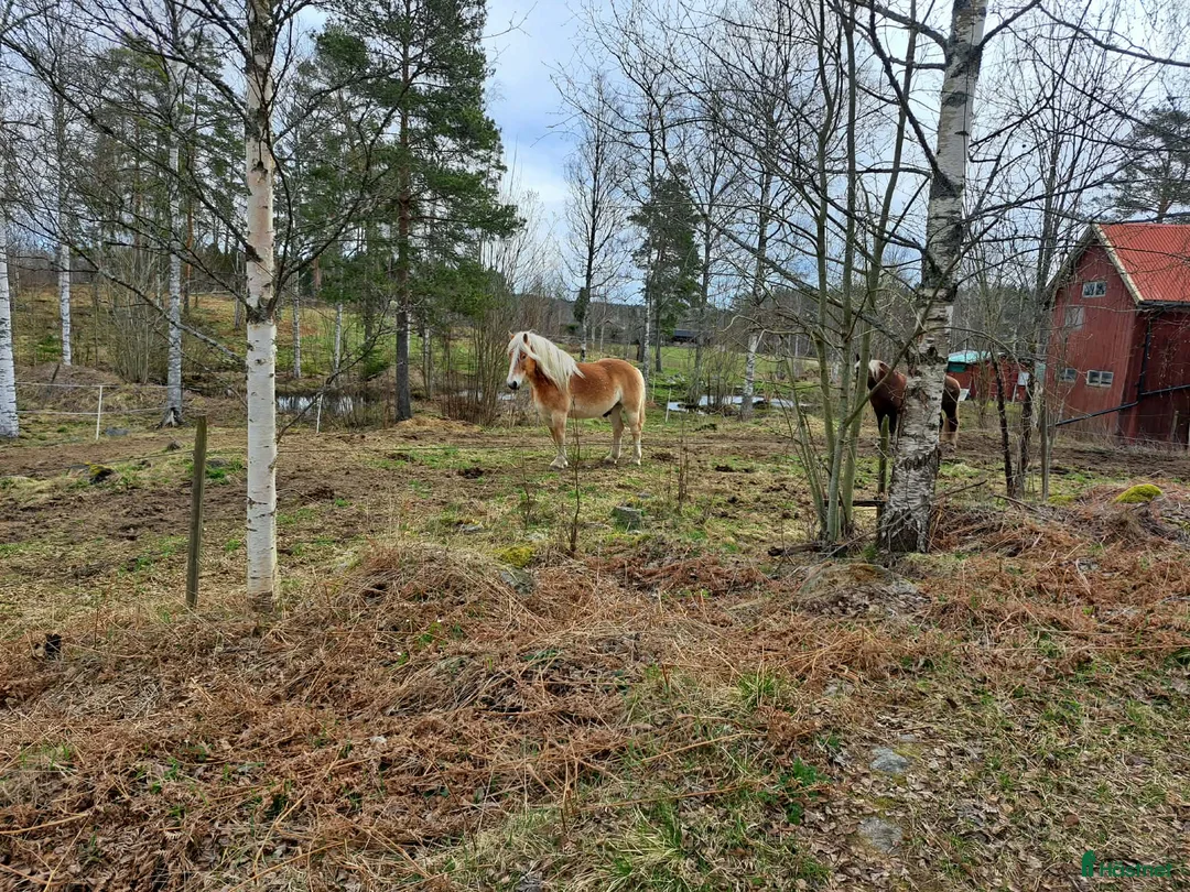 Körning hästar till salu: Ardenner valack - Annons 2