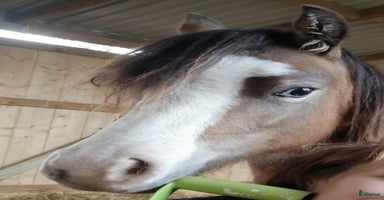  hästar i Varnhem - Annons 2