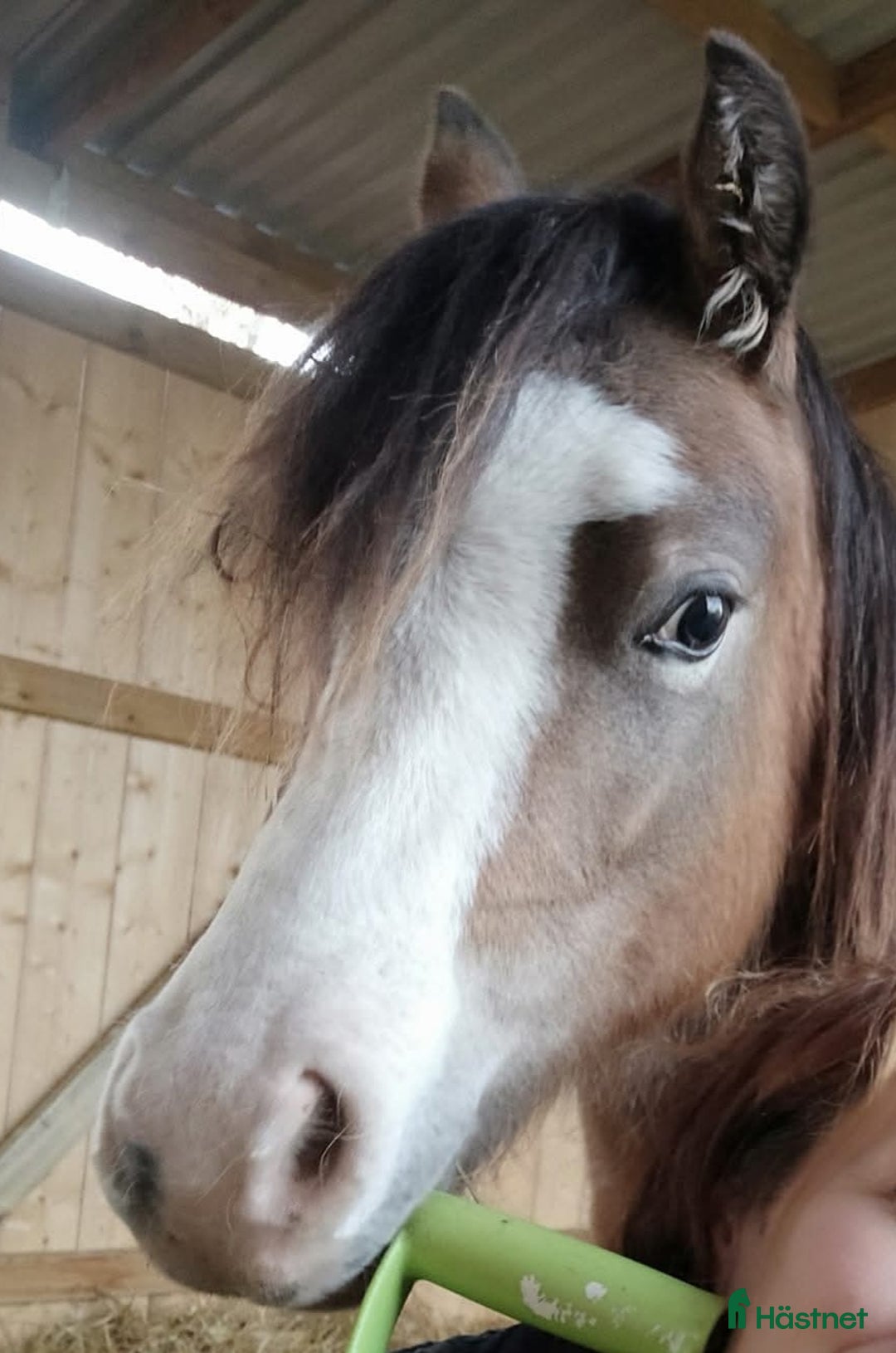 Allround hästar till salu: Trevligt welsh sto i Varnhem - Annons 2