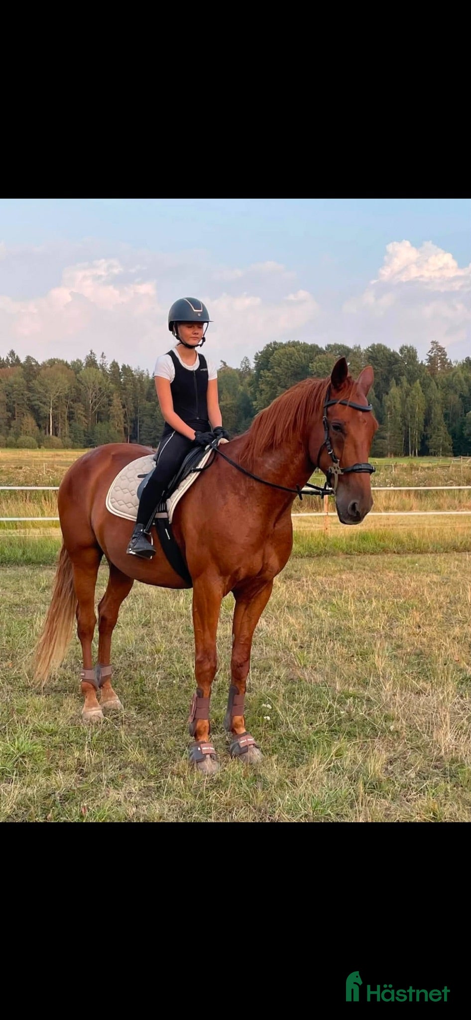  hästar Bosse ☀️ - Annons 1