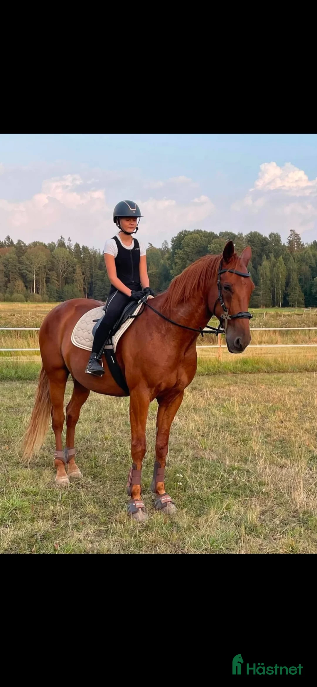 Allround hästar till salu: Bosse ☀️ - Annons 1