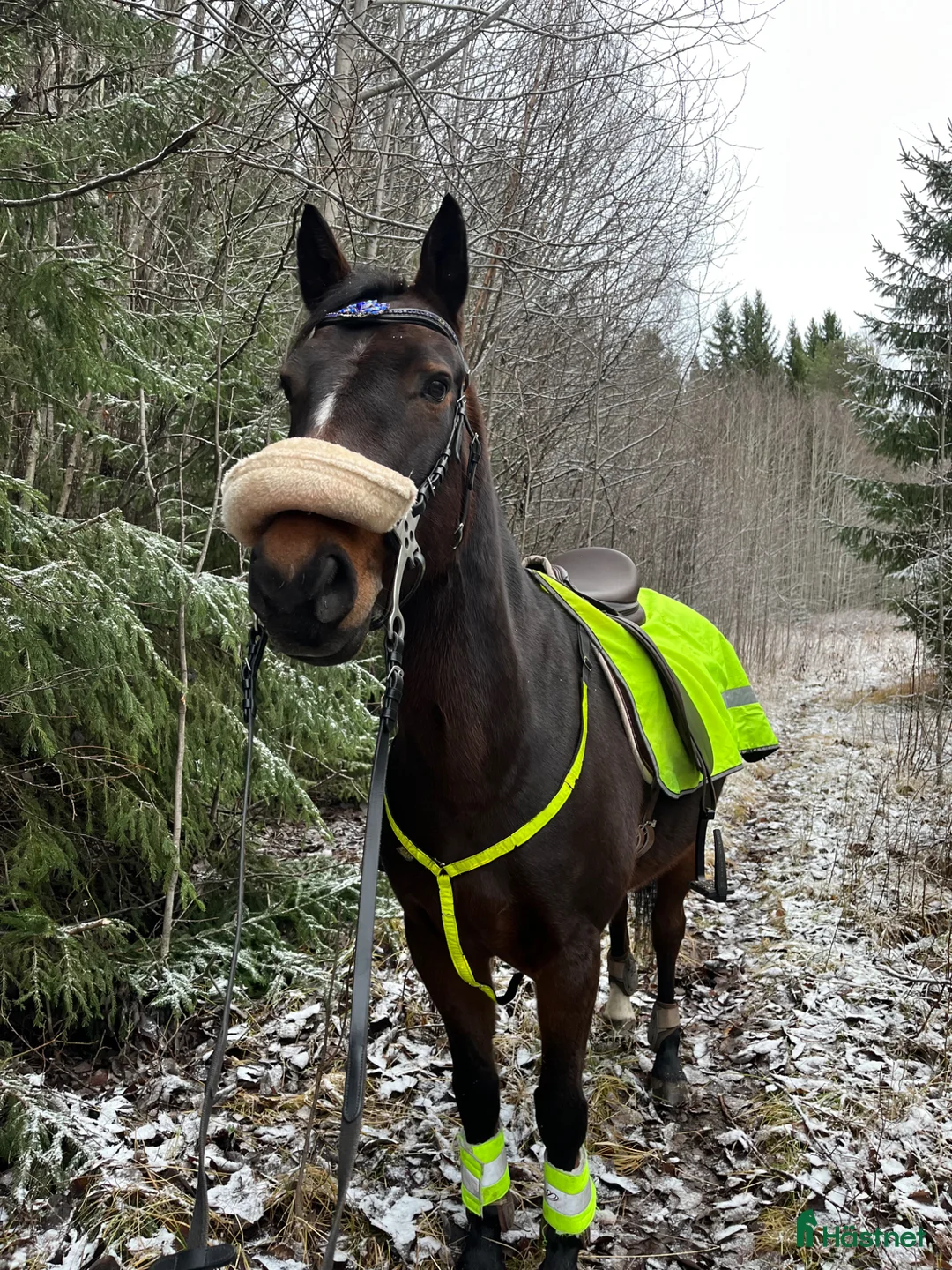 Träns hästutrustning till salu: Hackamore i Hudiksvall - Annons 4