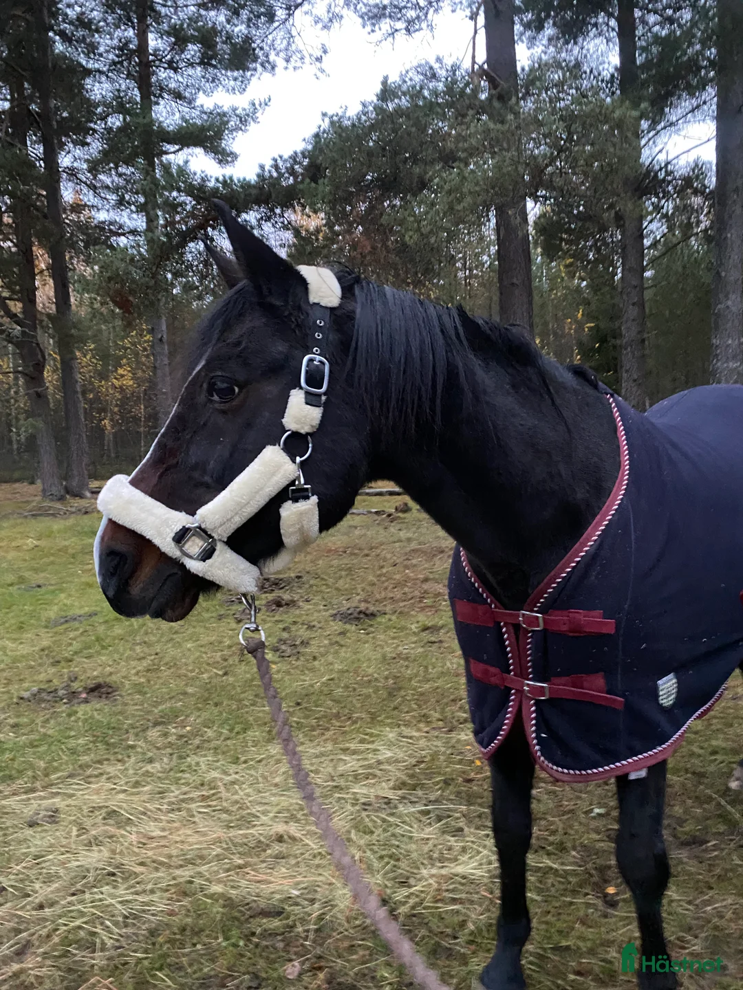 Övrigt hästar till salu: !!intresse koll!! i Mora - Annons 6