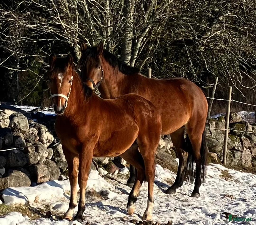 Allround hästar till salu: Charmig blivande D-ponny i Kristinehamn - Annons 2