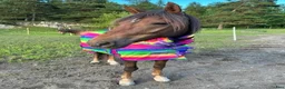  stallplats finnes: Stallplatser i Åkersberga – max 155 cm i Åkersberga - Annons 3