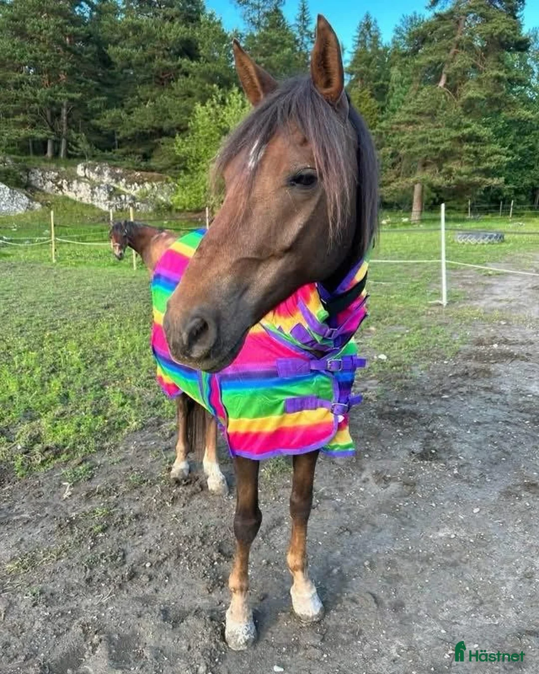  stallplats finnes: Stallplatser i Åkersberga – max 155 cm i Åkersberga - Annons 3