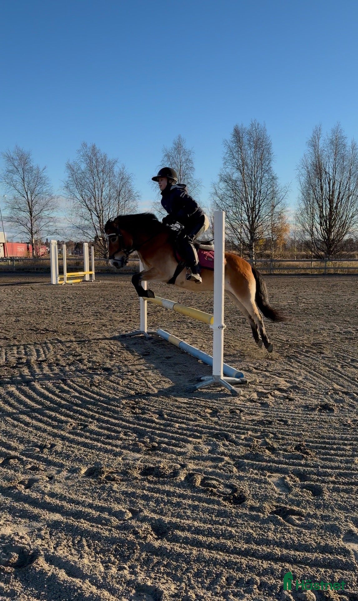  hästar till salu: En bästa kompis🎀 - Annons 1
