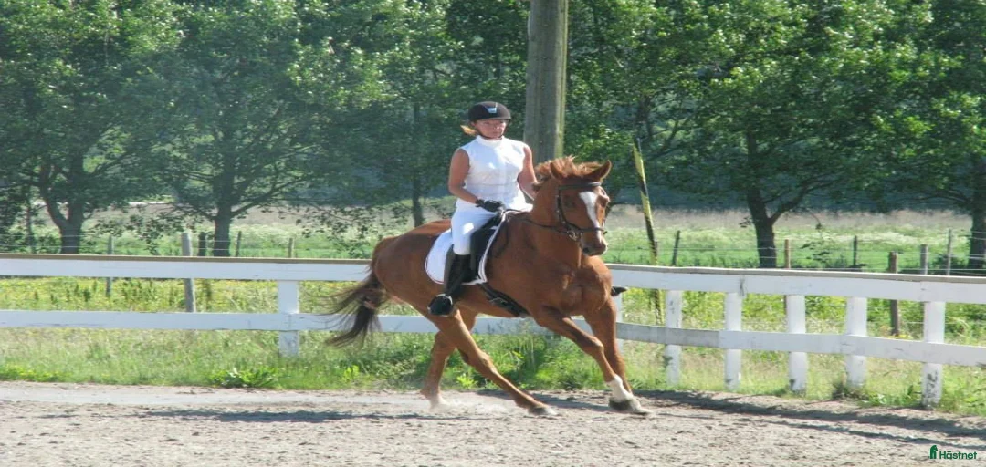 Galleribild {{count}}