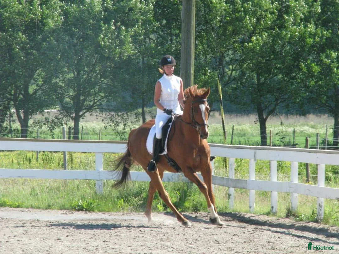 Galleribild {{count}}