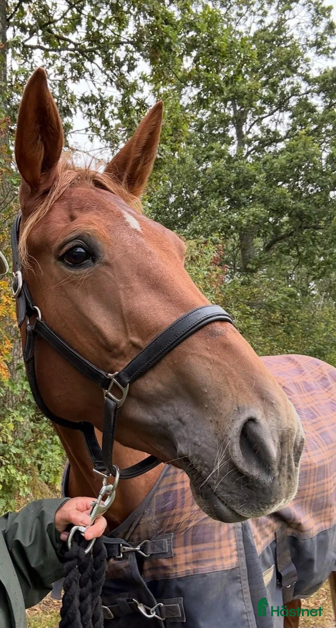  foderhäst finnes: 🐴 FODERVÄRD SÖKES NOVEMBER–MAJ 🐴 i Ljungbyhed - Annons 2