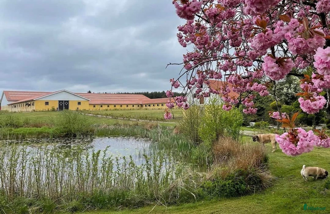  hästjobb finnes: Hoppryttare sökes till hopp/försäljningsstall! i Sulsted - Annons 2