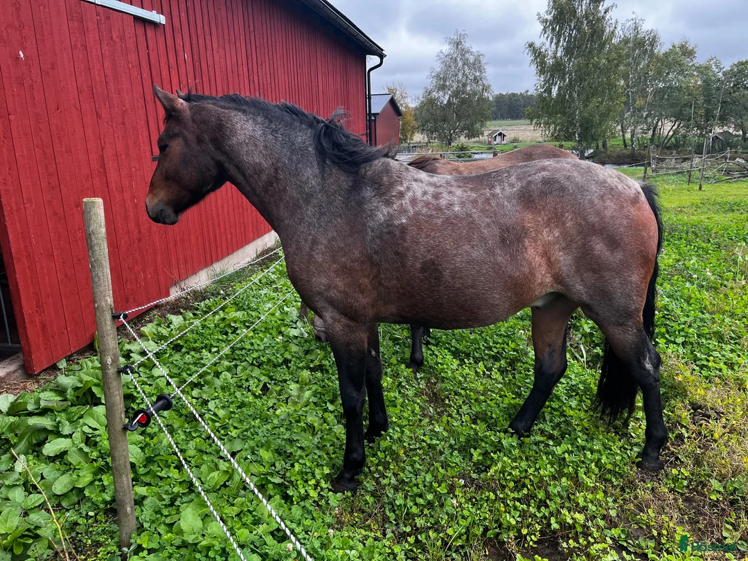 Allround hästar till salu: Connemaravalack som söker nytt hem i Falköping - Annons 2