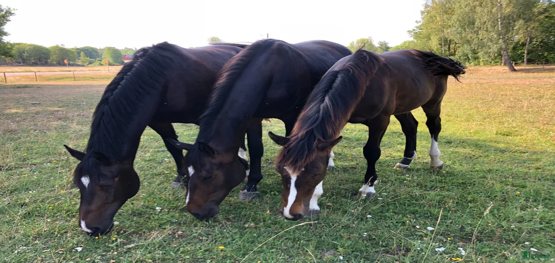 Galleribild {{count}}