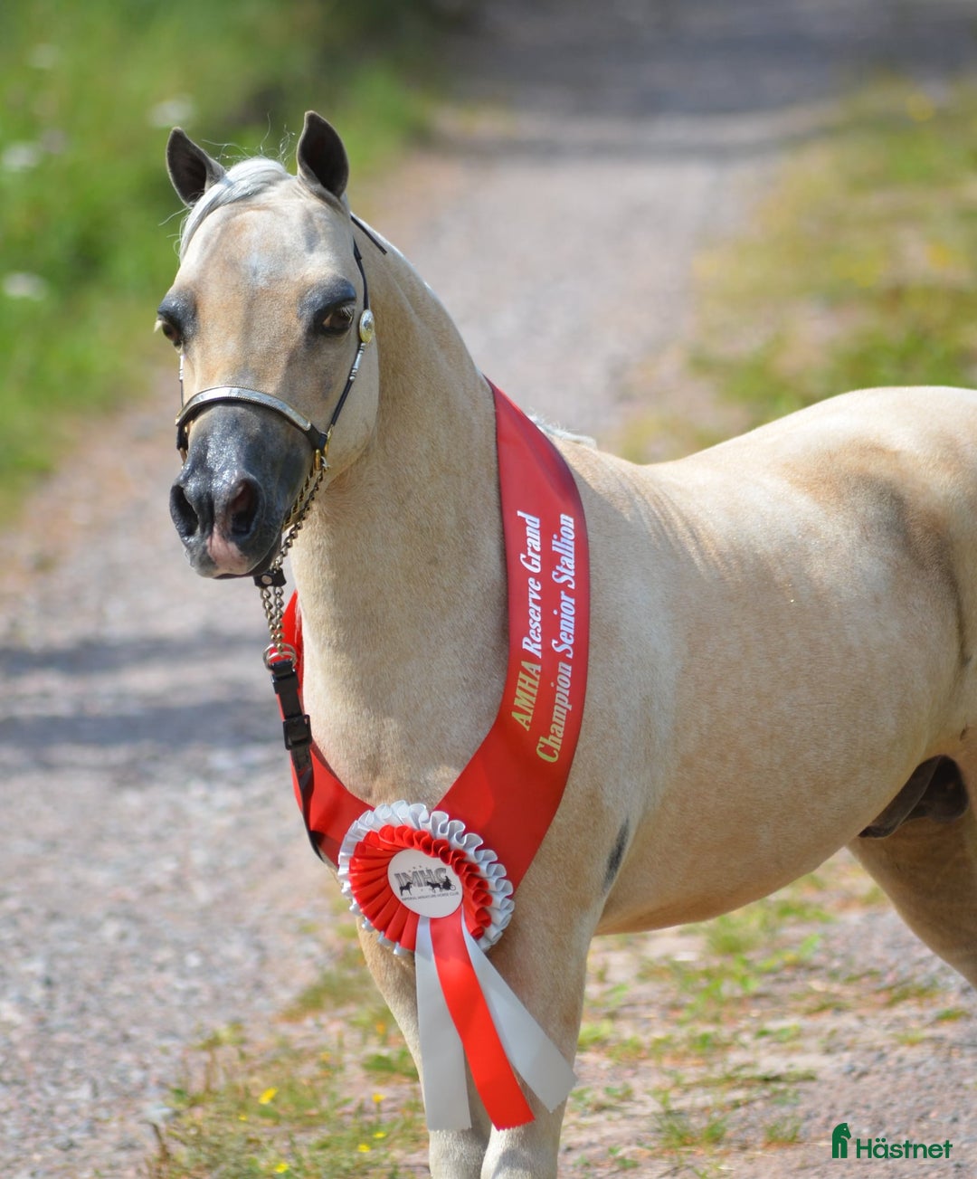 Allround hästar till salu: **Extremt vacker "miniarab" AMHA hingstföl** i Åtvidaberg - Annons 6