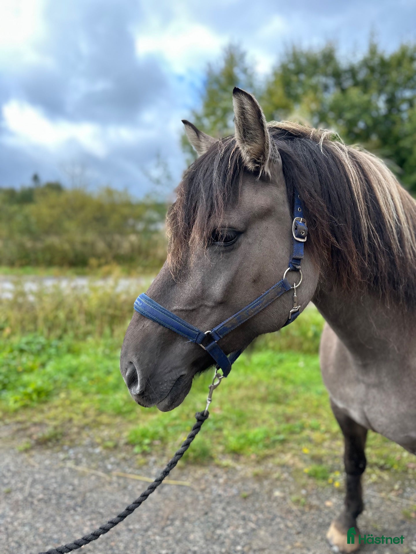  hästar till salu: Fin och trevlig hobbyhäst - Annons 9