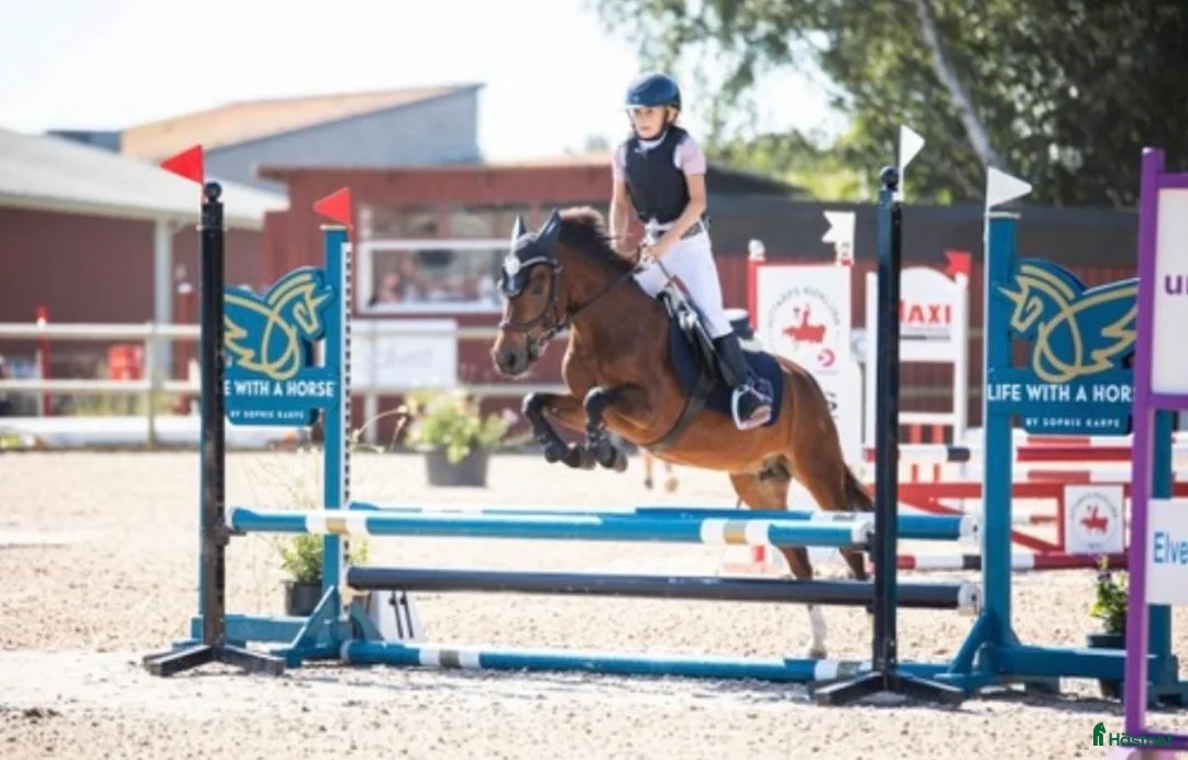 Hoppning hästar till salu: Fantastisk läromästare kat.B i Falkenberg - Annons 2