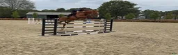Hoppning hästar till salu: Läromästare 🐴 - Annons 6