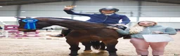 Hoppning hästar till salu: showjumping-dressur schoolmaster - Annons 1