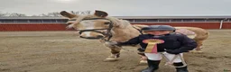 Hoppning hästar till salu: ✨️ Kvalitetsponny till salu ✨️ - Annons 1
