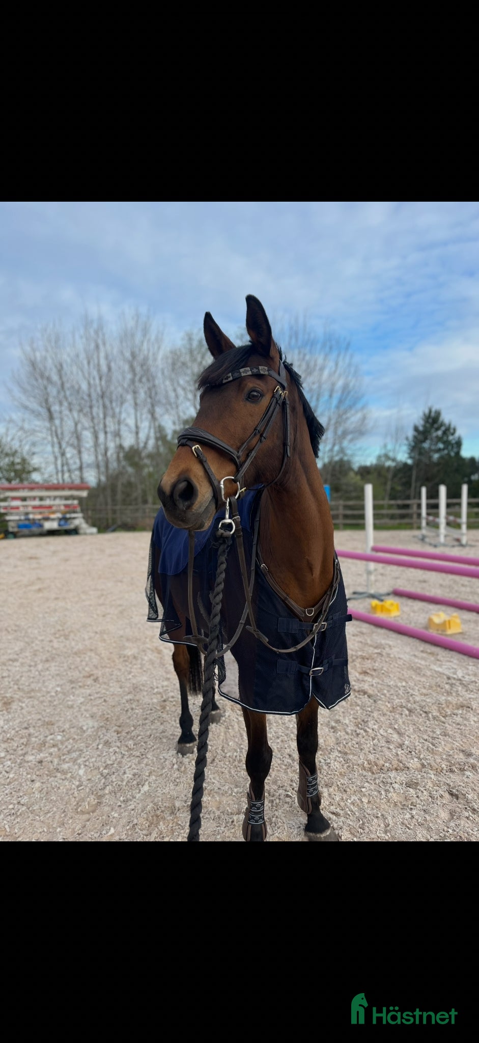  hästar Perfekt första storhäst! - Annons 1