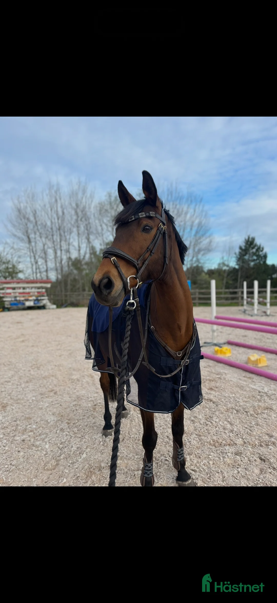 Hoppning hästar till salu: Perfekt första storhäst! - Annons 1