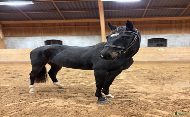  hästar i Tjällmo - Annons 16