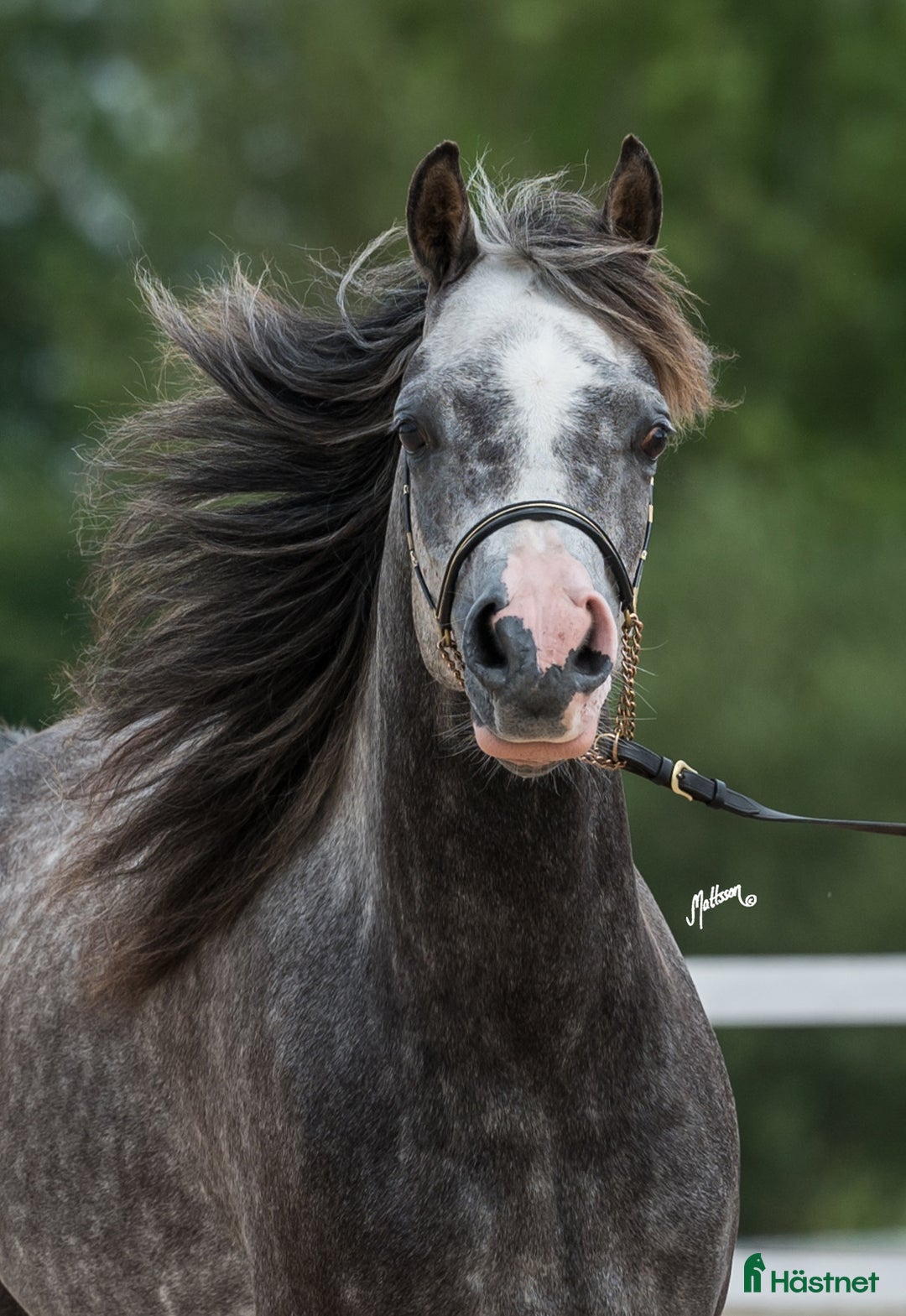 Allround hästar till salu: Trevlig arab valack!  i Alingsås - Annons 3