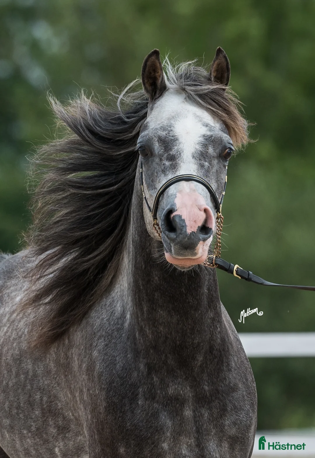 Allround hästar till salu: Trevlig arab valack!  i Alingsås - Annons 3