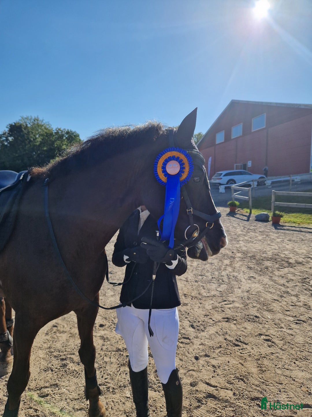 Allround hästar till salu: Elegant multi-talang i Svärtinge - Annons 9