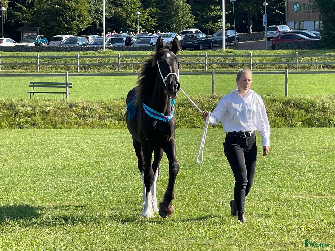 Avelshästar hästar till salu: Fin shire hingst  i Lekeryd - Annons 17