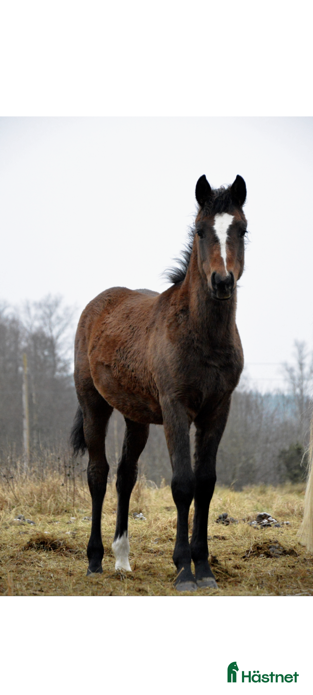  hästar Fantastiskt hingstföl  - Annons 1
