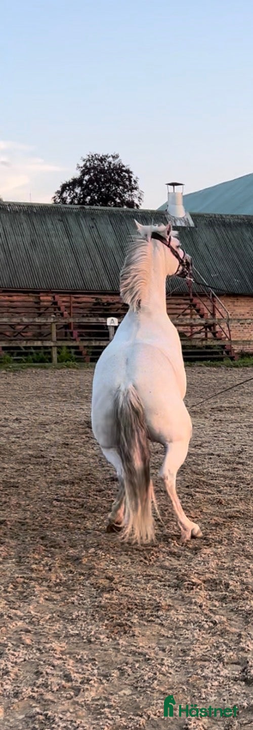  hästar Trevlig häst säljes - Annons 1