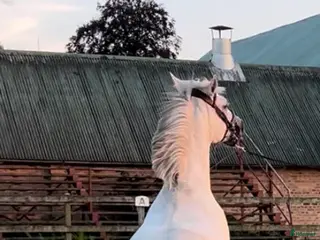 hästar Trevlig häst säljes - Annons 1