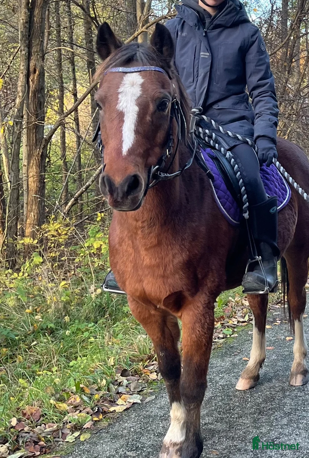 Sällskap hästar till salu: Sällskap/promenad i Mjörn - Annons 2