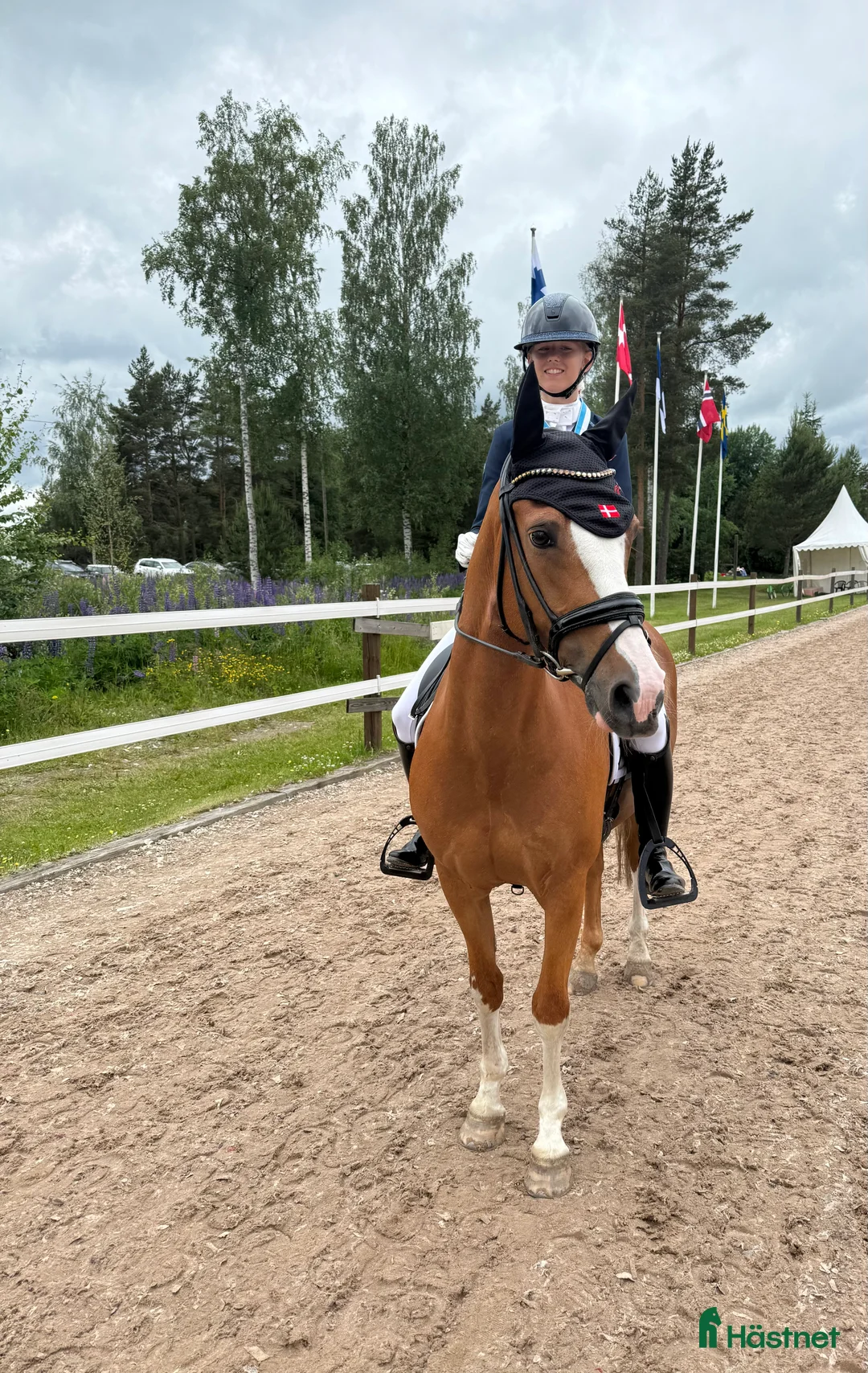 Dressyr hästar till salu: Super schoolmaster  - Annons 4
