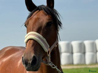 hästar Brave pony for competition/hobby/riding school - Annons 13