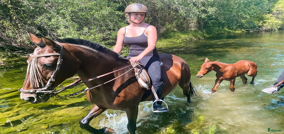 Galleribild {{count}}