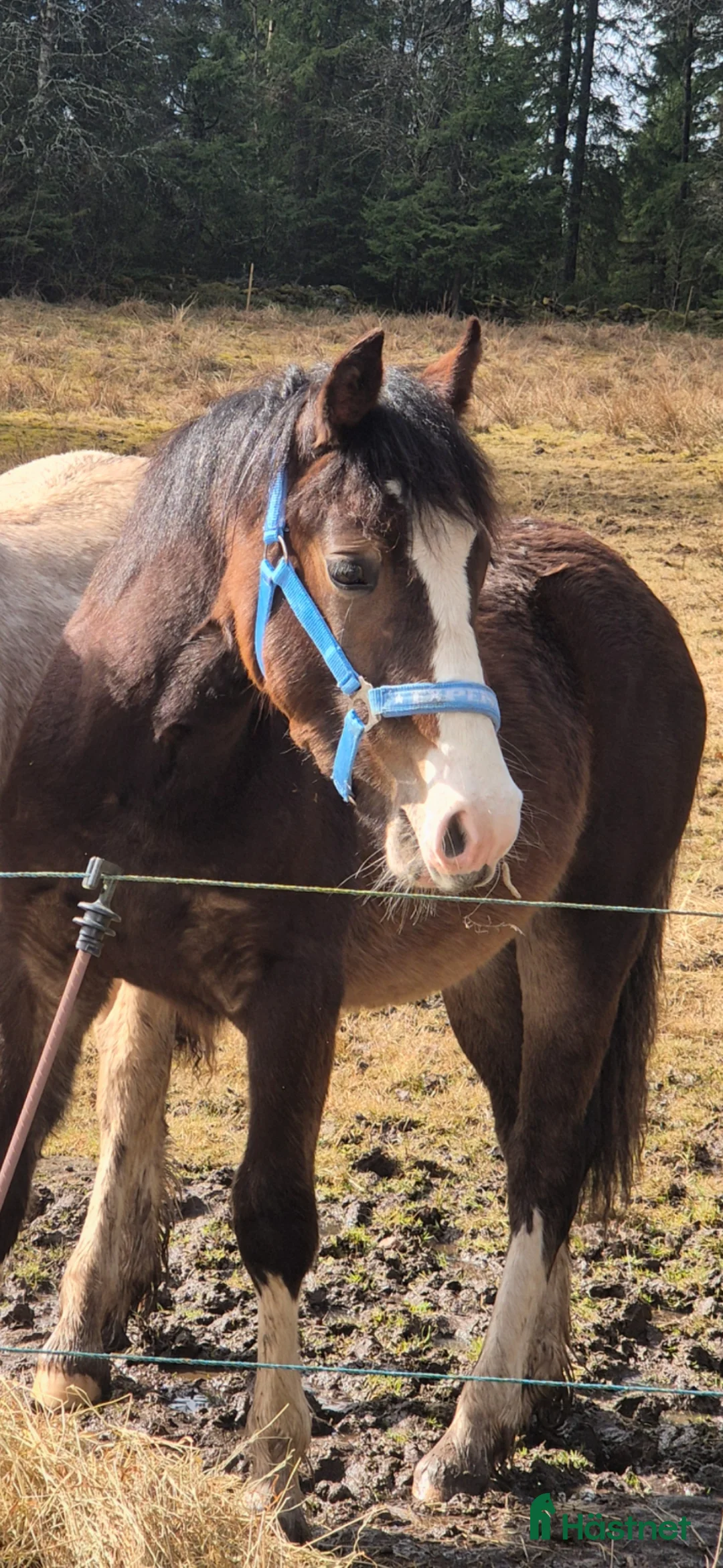 Allround hästar till salu: Welsh cob att forma för framtiden - Annons 2