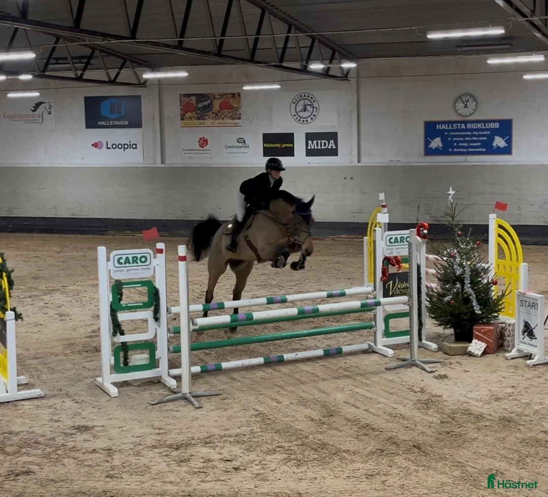 Hoppning hästar till salu: Välhoppande modig 6 åring - Annons 1