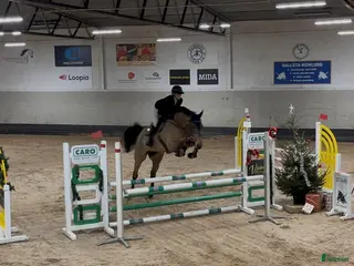 hästar Välhoppande modig 6 åring - Annons 2