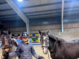 hästservice Inridning, tillridning och utbildning av ponnys i Lerum - Annons 2