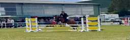 Allround hästar till salu: Eyecatcher Connemaraponny! - Annons 2
