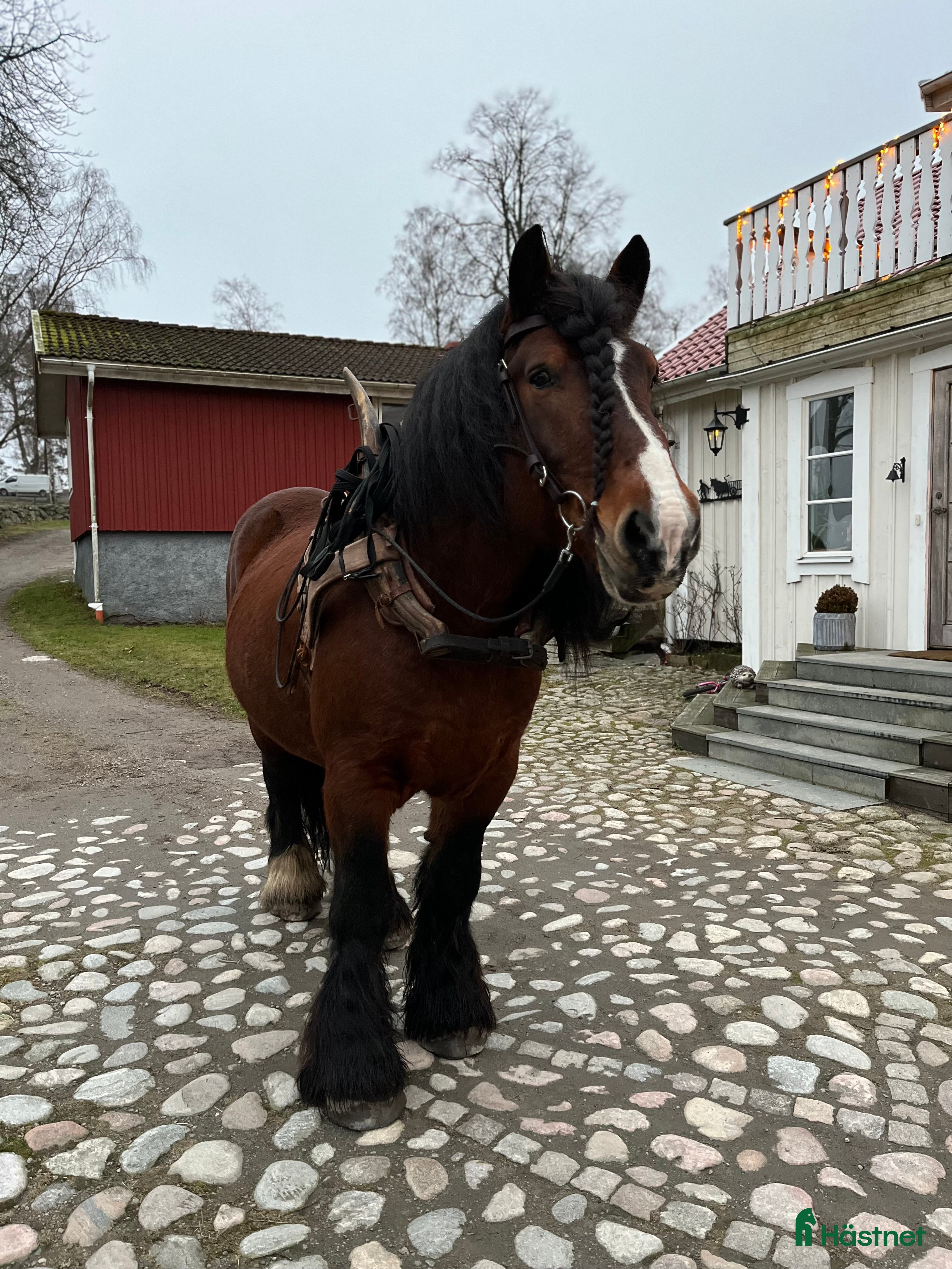  hästar Ardenner hingst  - Annons 9