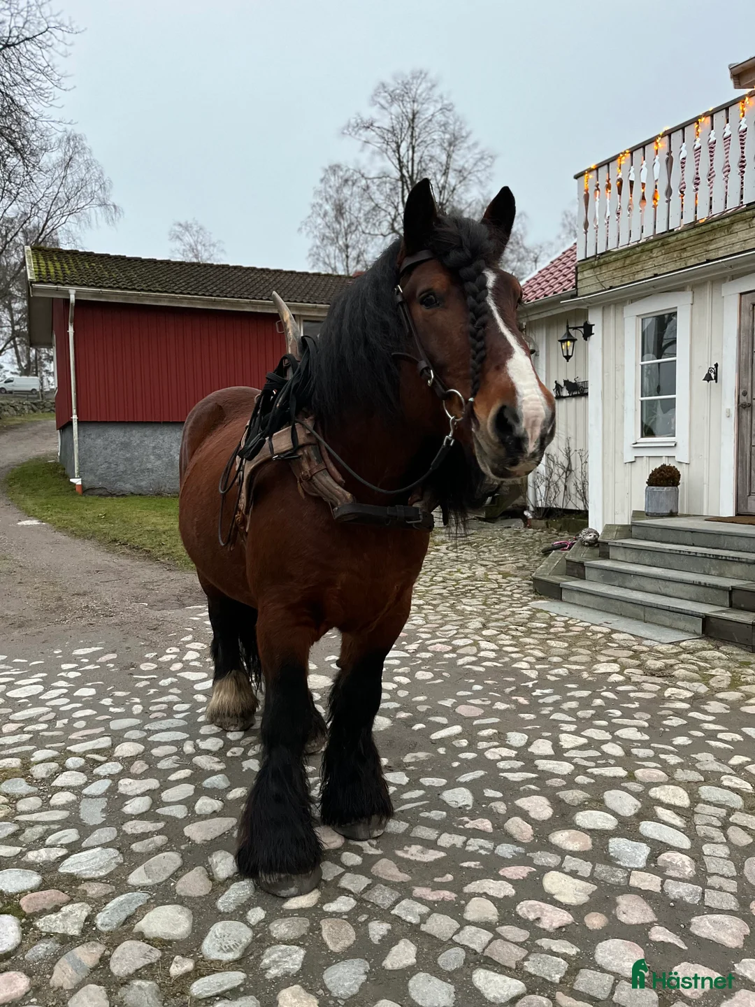 Allround hästar till salu: Ardenner hingst  - Annons 1