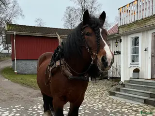 hästar Ardenner hingst - Annons 15