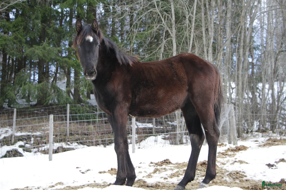 Dressyr hästar till salu: Åringshoppe selges  i Slattum - Annons 2