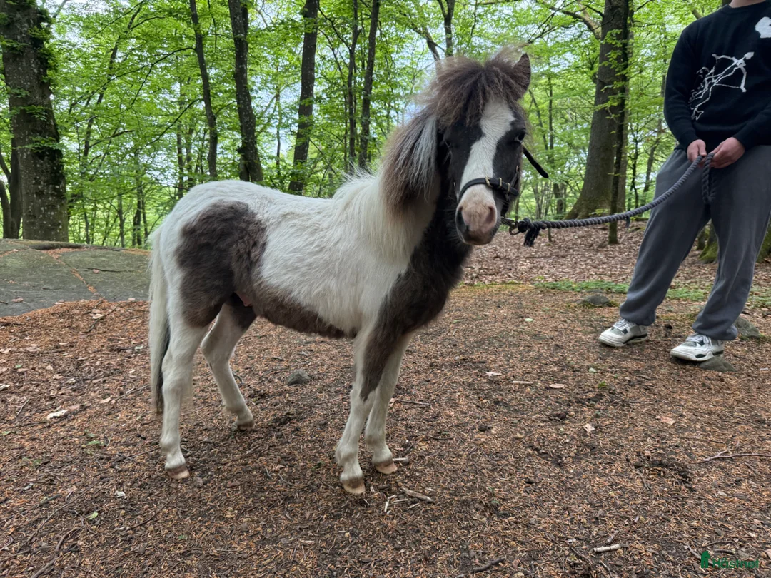 Allround hästar till salu: Charmiga Ludwig af Berget – Ett framtidsämne! - Annons 2