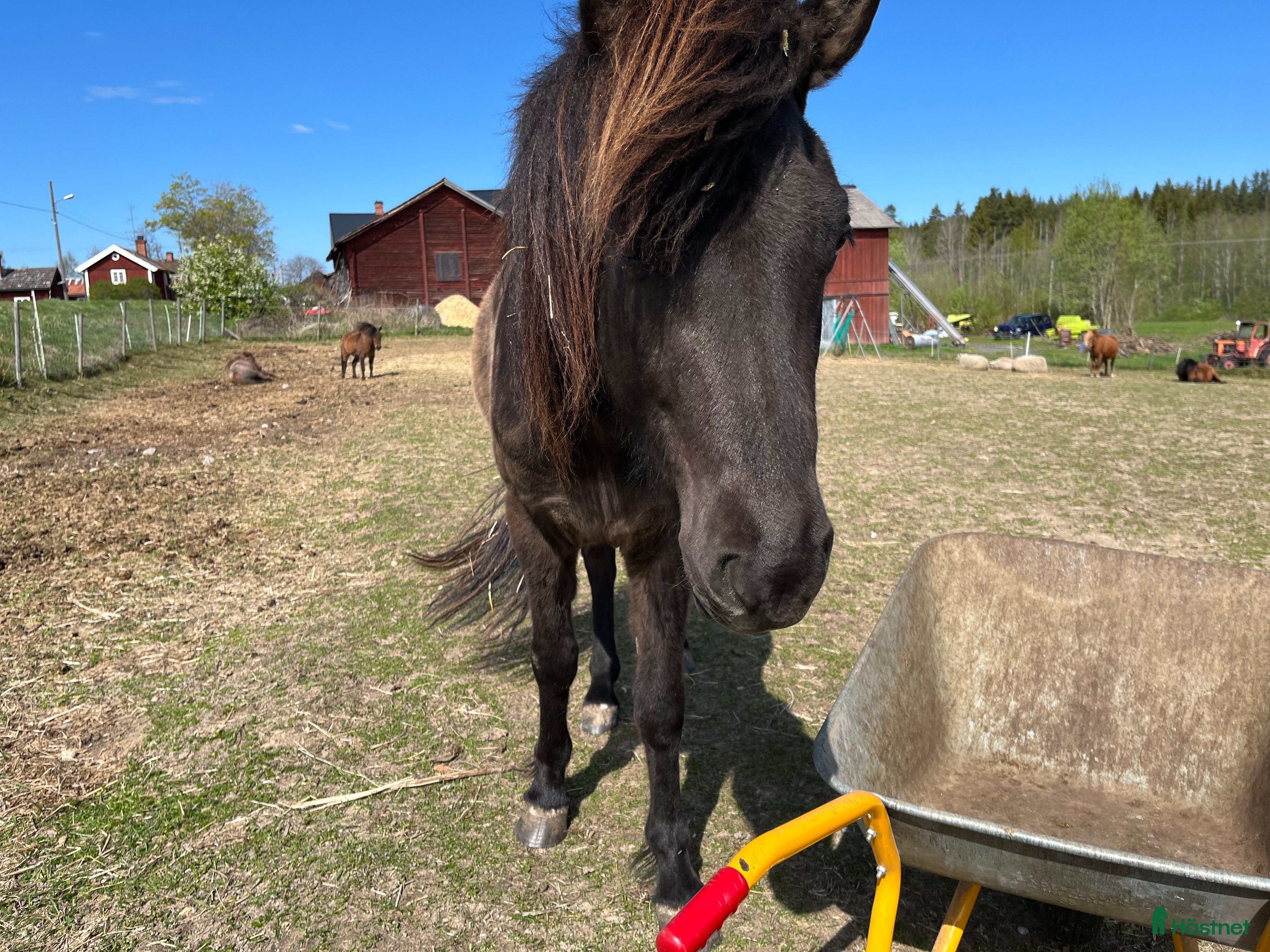  hästar Social och Nyfiken Islands valack i Åshammar - Annons 8