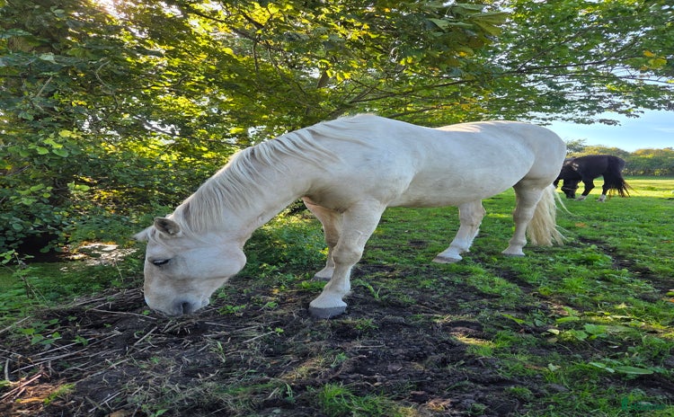  hästar i Asmundtorp - Annons 2