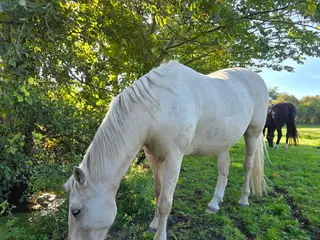 hästar Underbar valack i Asmundtorp - Annons 2